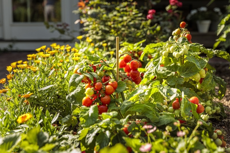 pollinator-garden-planted-with-tempting-tomatoes-goodhearted-berried-treasure-strawberry-and-lady-godiva-yellow-english-marigold.jpg