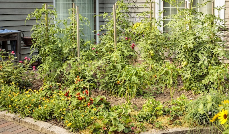 pollinator-garden-with-tempting-tomatoes-berried-treasure-strawberries-amazel-basil-lady-godiva-yellow-marigold-and-suncredible-sunflower.jpg