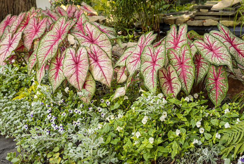 pond-planting-with-catalina-wishbone-flowers-wormwood-caladium-and-dichondra.jpg