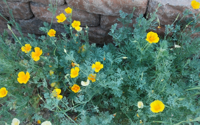 poppies-love-sun-and-heat.jpg