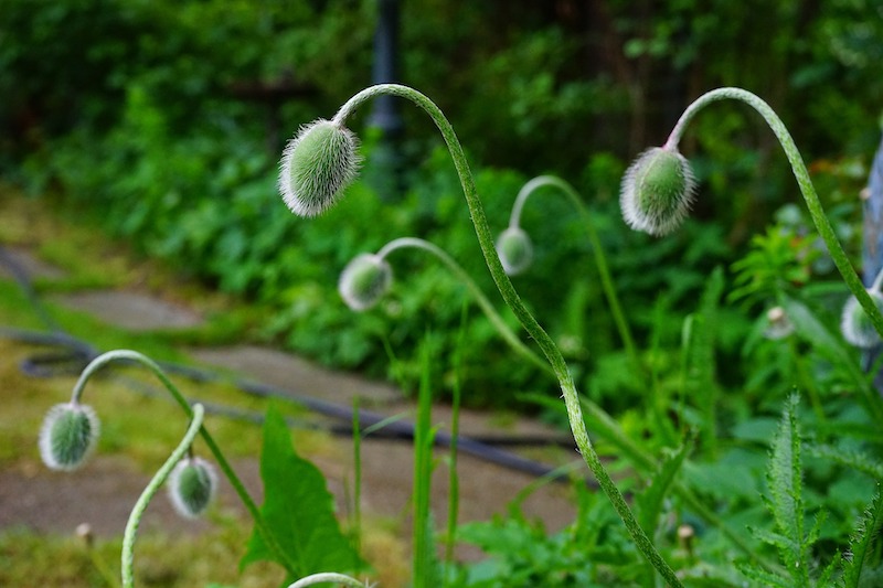 poppy-flower-buds.jpg