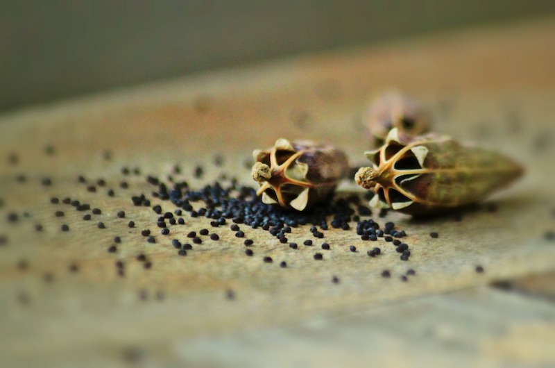 poppy-seed-capsules-opened-and-spilling-seeds.jpg