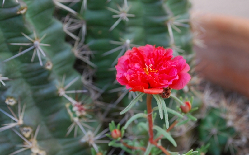 portulaca-re-seeded-7.jpg