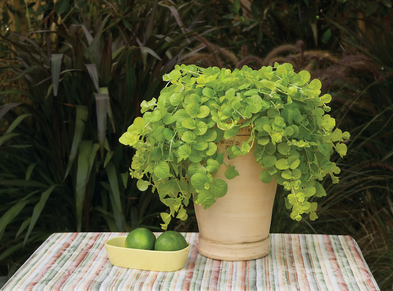 pot-of-creeping-jenny-sitting-on-a-table.jpg