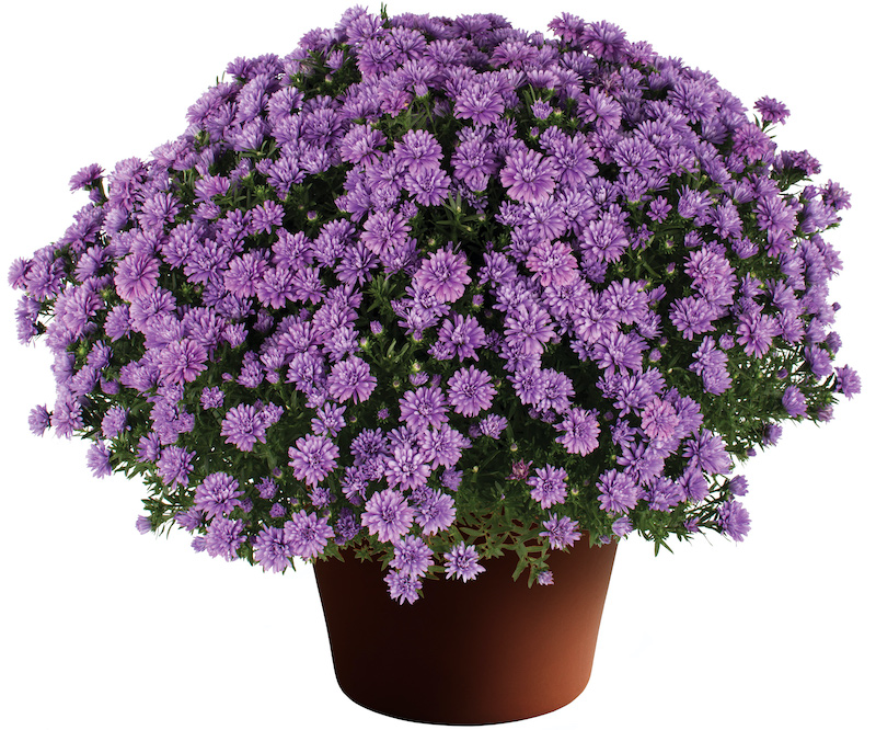 pot-of-henry-blue-aster.jpg