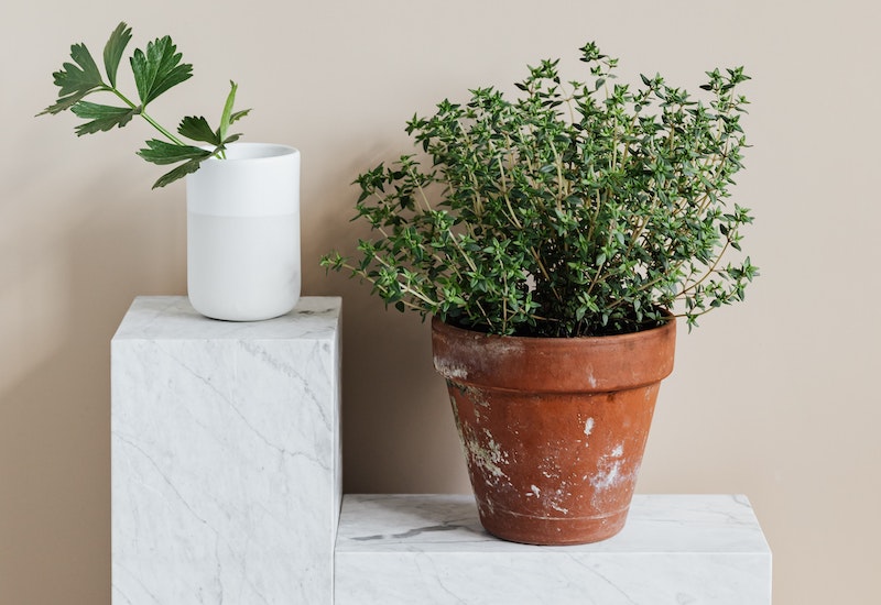 pot-of-thyme-next-to-a-sprig-of-parsley-in-cup.jpg