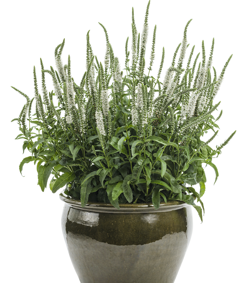 pot-of-veronica-magic-show-white-wands.jpg