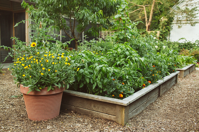 pot-of-yellow-african-daisies-in-front-of-large-planter-box.jpg