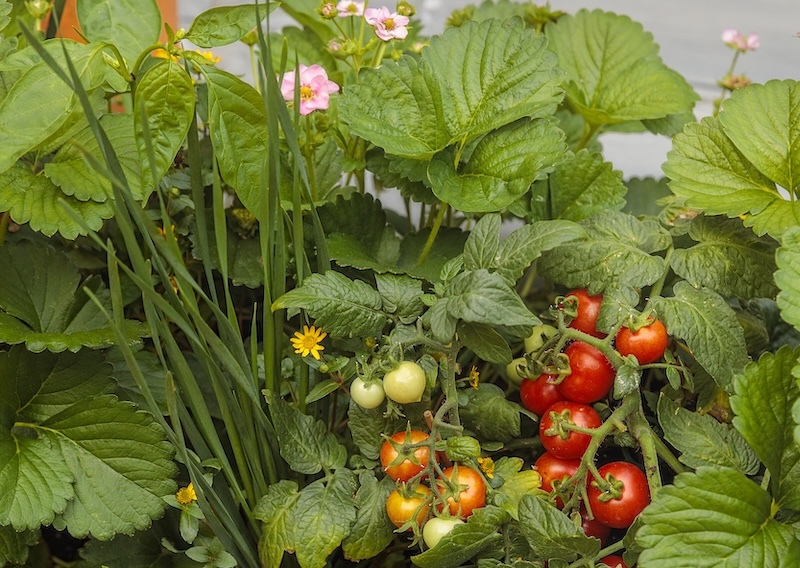 potager-patio-garden-with-chives-creeping-zinnia-hot-pepper-strawberry-tempting-tomatoes-and-sweet-basil.jpg