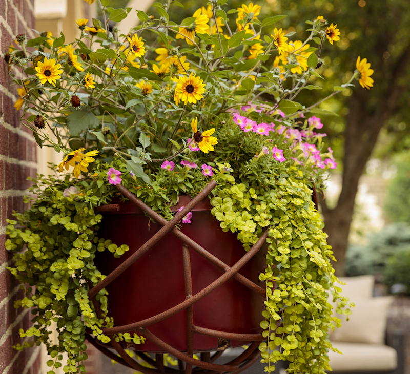 potager-patio-planter-with-suncredible-saturn-sunflower-creeping-jenny-and-petunia.jpg