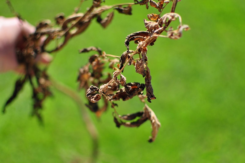 potato-leaves-brown.jpg