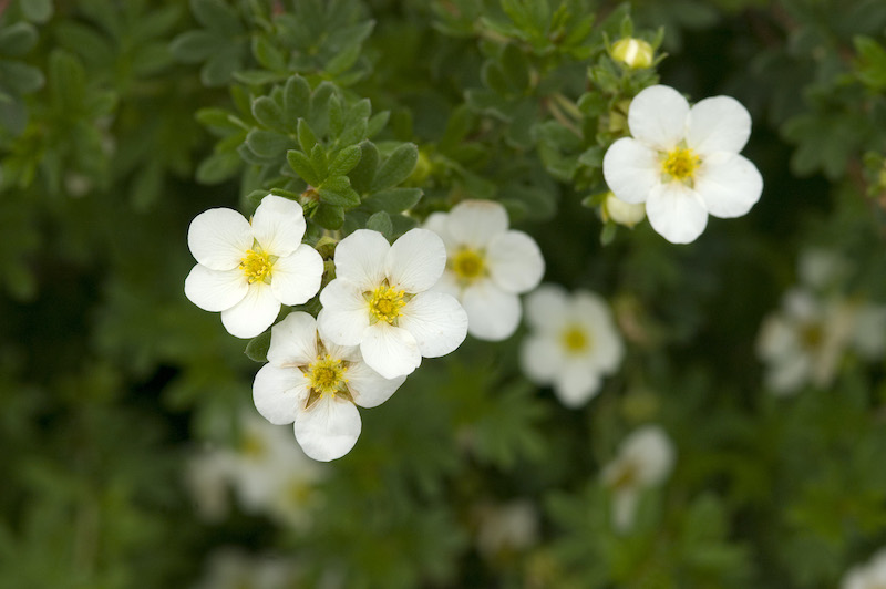 potentilla-mckays-white-closeup-of-flowers.jpg