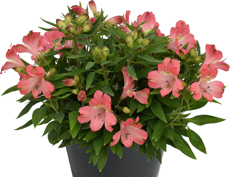 potted-alstroemeria-inca-coral-peruvian-lily.jpg