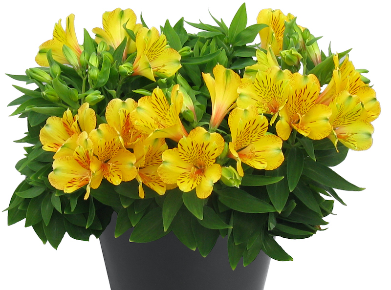 potted-alstroemeria-inca-gold-rush-peruvian-lily.jpg