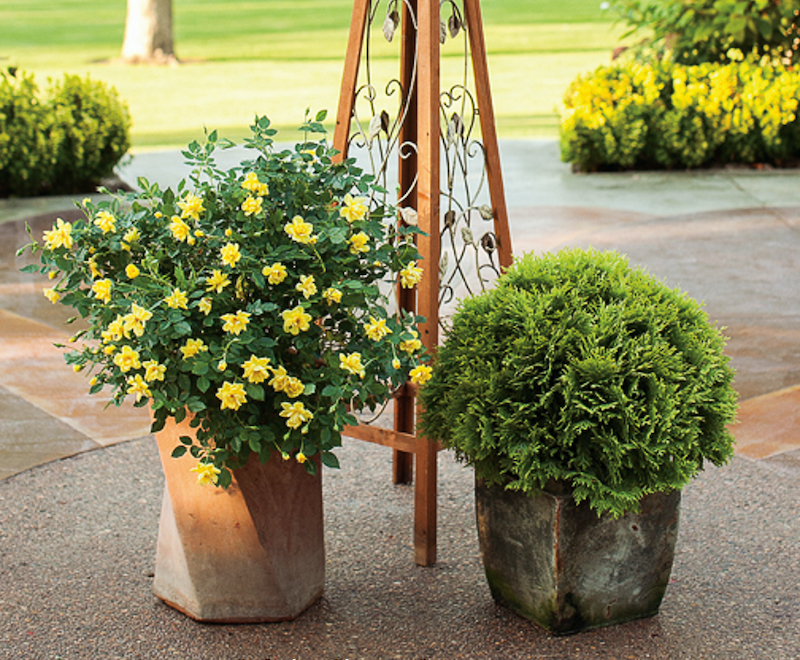 potted-arborvitae-and-lemon-rose.jpg