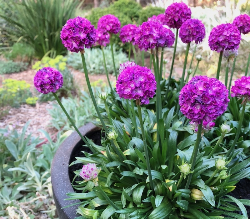 potted-armeria-dreameria-vivid-dreams-in-bloom.jpg