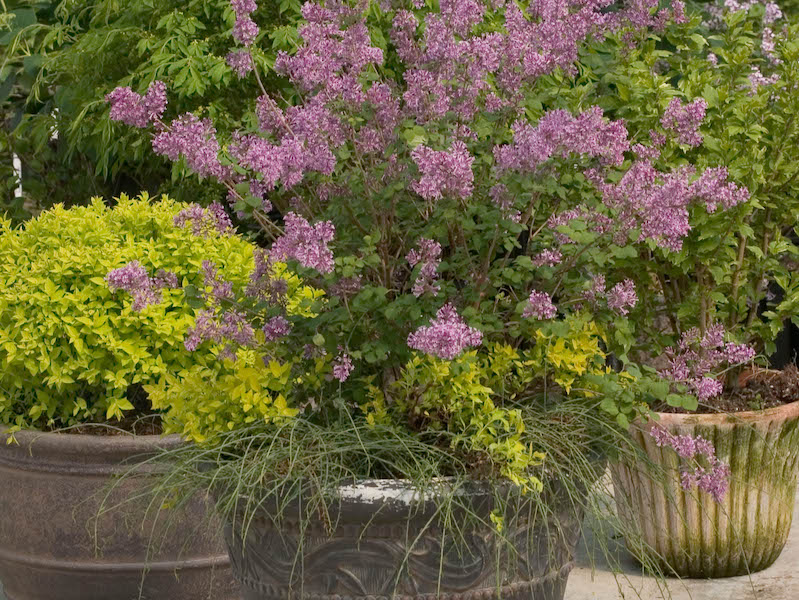 11 Best Shrubs For Winter Containers