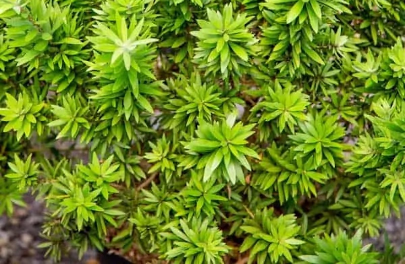 Fertilizing Bottlebrush