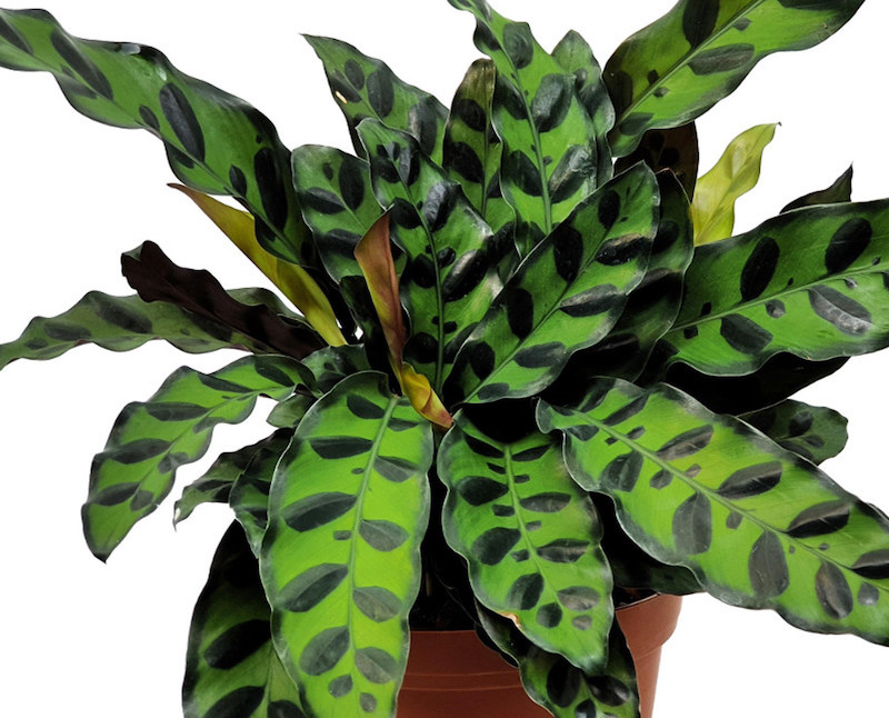 potted-calathea-rattlesnake-indoor-plant.jpg