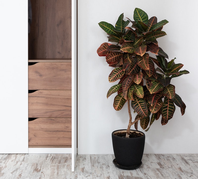 potted-croton-floor-plant.jpg