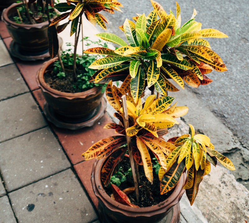 potted-croton-outdoors-near-the-street.jpg