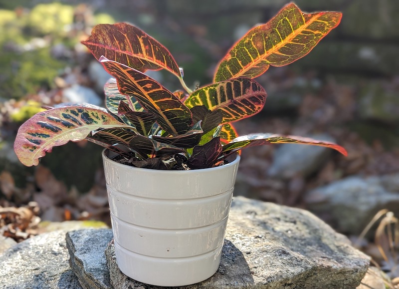 potted-croton-receiving-filtered-light-outdoors.jpg