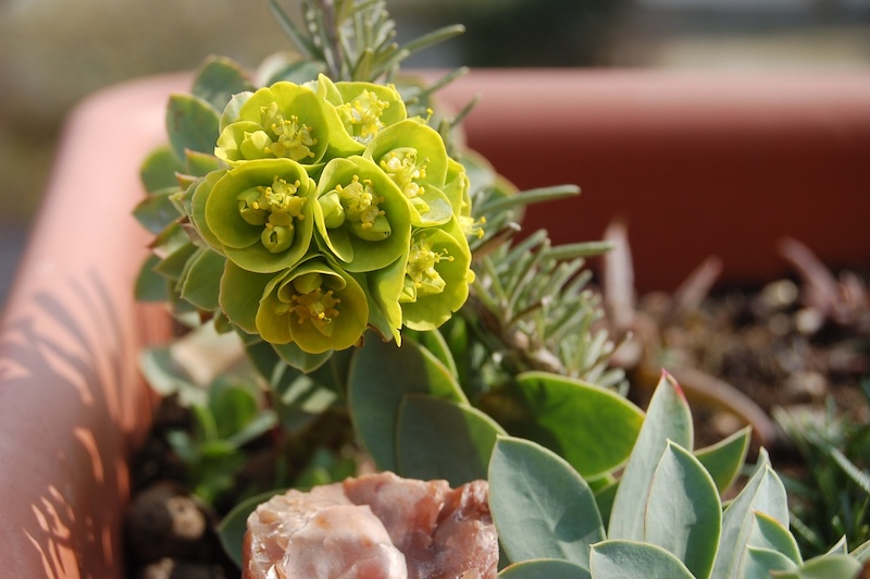 potted-euphorbia-in-bloom.jpg