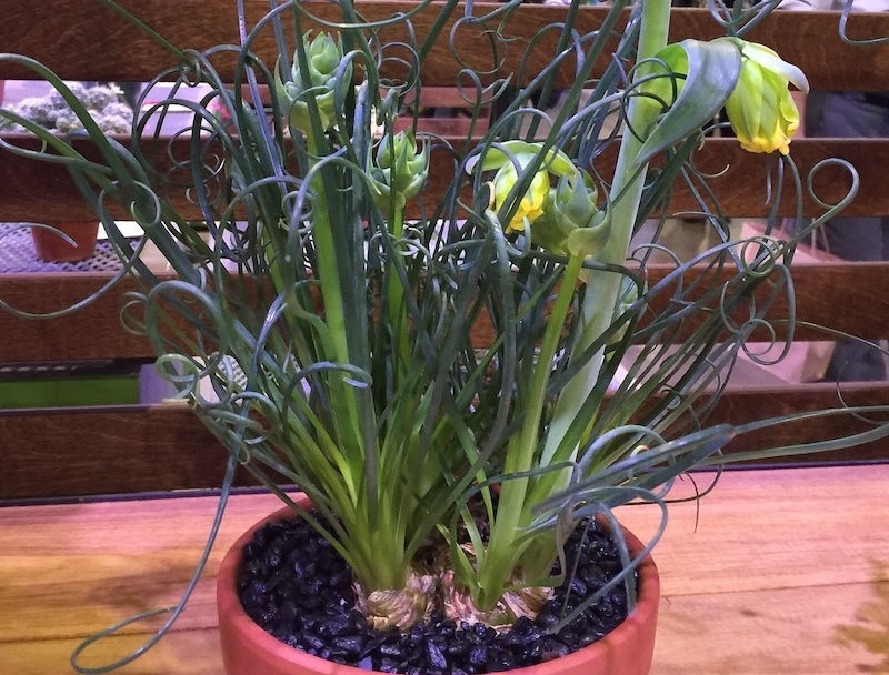 potted-frizzle-sizzle-in-bloom.jpg