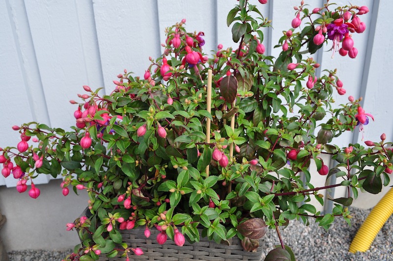 Fuchsia 'Baby Blue Eyes' (5.5 Pot)