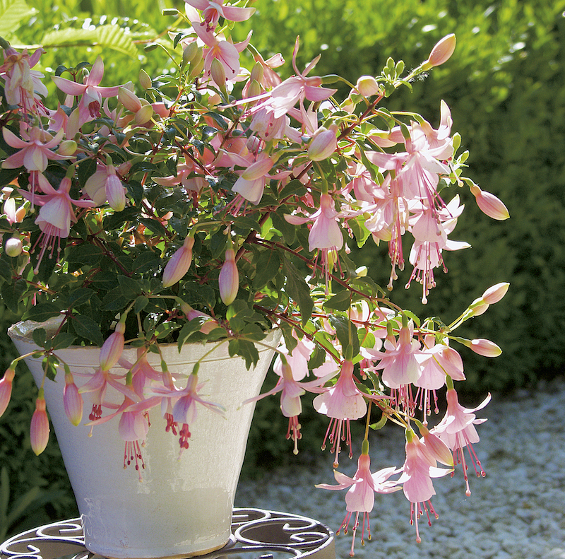 Growing Fuchsia in Pots