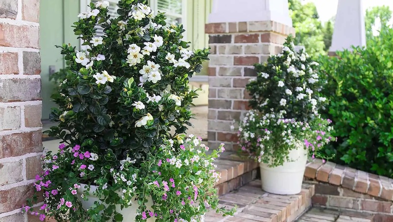 potted-gardenia-diamond-spire-with-bacopa.jpg