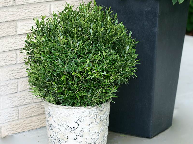 potted-gem-box-inkberry-holly.jpg