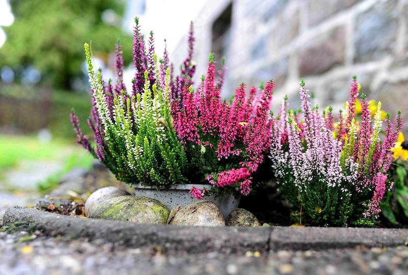 potted-heather-in-foundation-planting.jpg