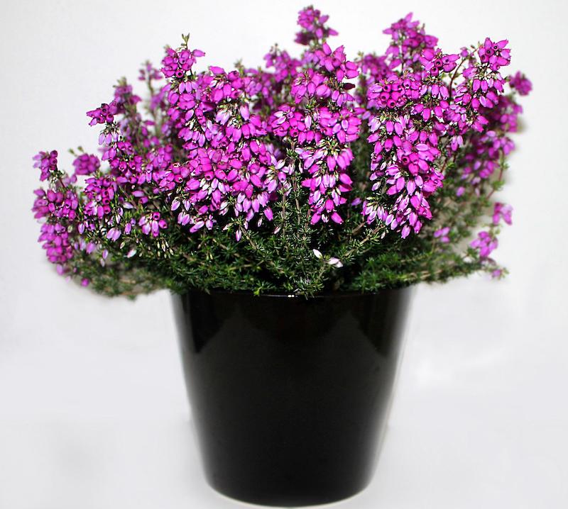 potted-heather.jpg