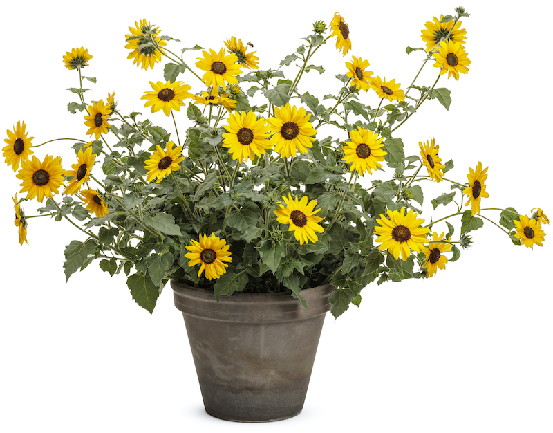 potted-helianthus-suncredible-yellow.jpg