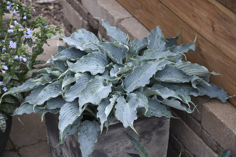 potted-hosta-waterslide-on-patio.jpg