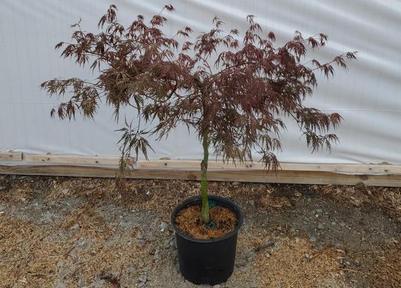 potted-inaba-shidare-weeping-japanese-maple.jpg