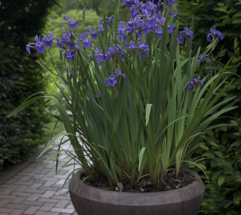 Growing Iris in Pots | Plant Addicts