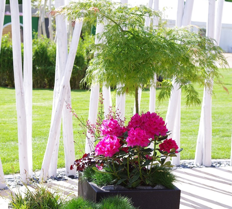 potted-japanese-maple-on-a-deck.jpg