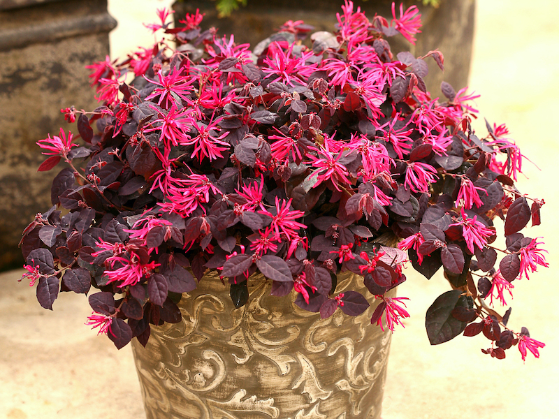 potted-jazz-hands-dwarf-pink-loropetalum.jpg