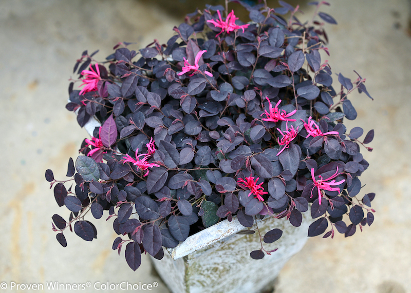 potted-jazz-hands-mini-loropetalum.jpg