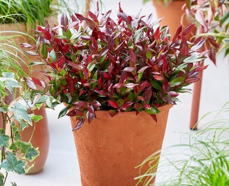 potted-leafscape-little-flames-leucothoe.jpg