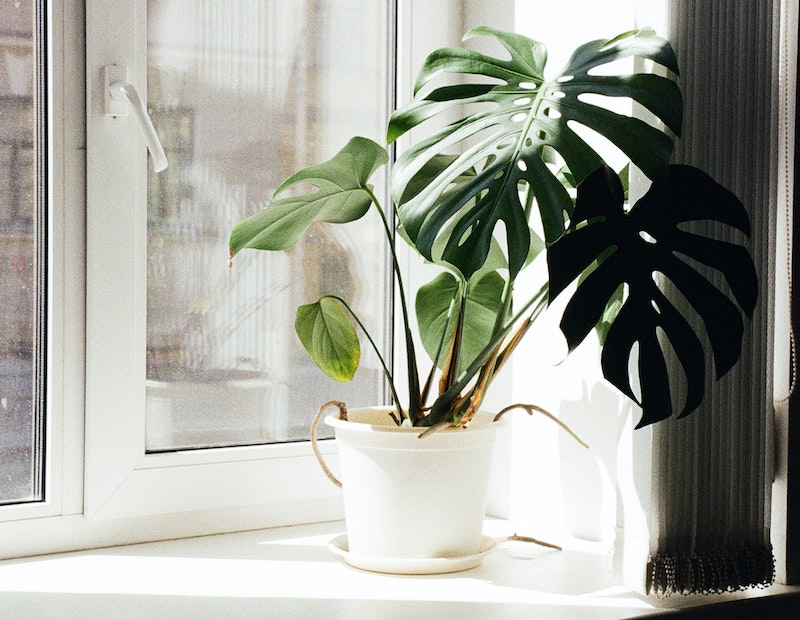 potted-monstera-sitting-in-a-bright-window.jpg