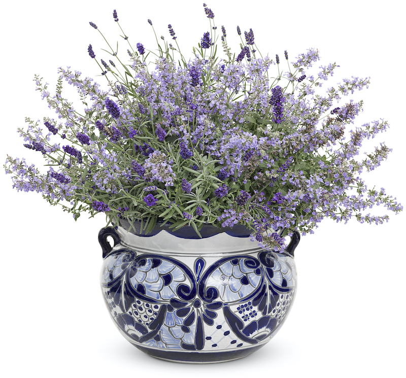 potted-nepeta-combination.jpg