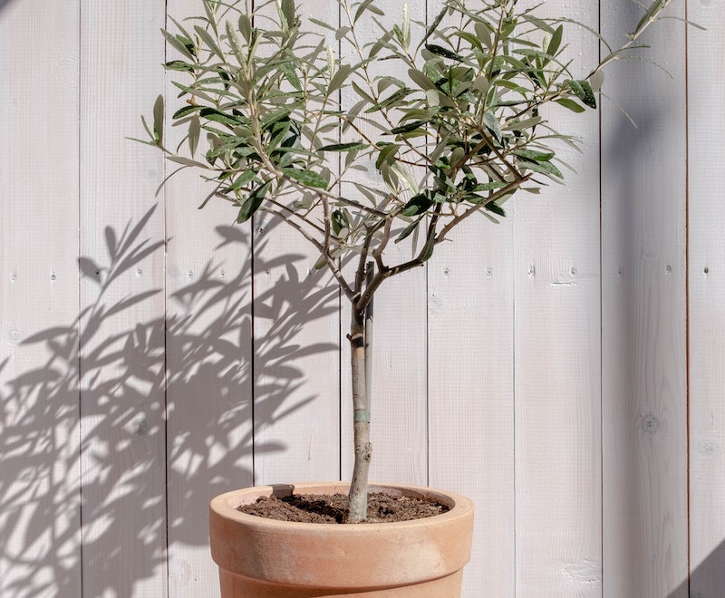 potted-olive-tree.jpg