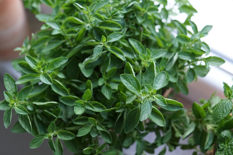 potted-oregano-in-bright-window.jpg