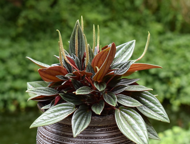 potted-outdoor-peperomia-in-flower.jpg