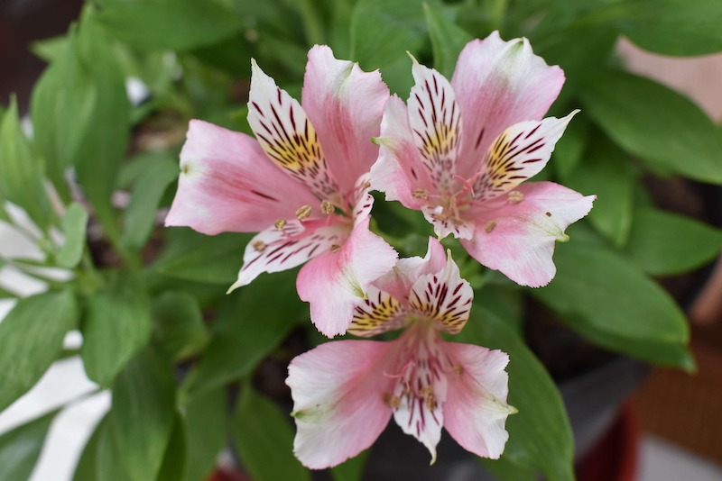 Growing Peruvian Lilies In Pots Plant Addicts