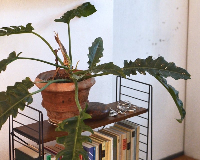 potted-philodendron-plant-on-shelf.jpg