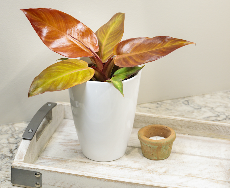 potted-philodendron-prisacolor-sun-on-a-tray-next-to-candle.jpg